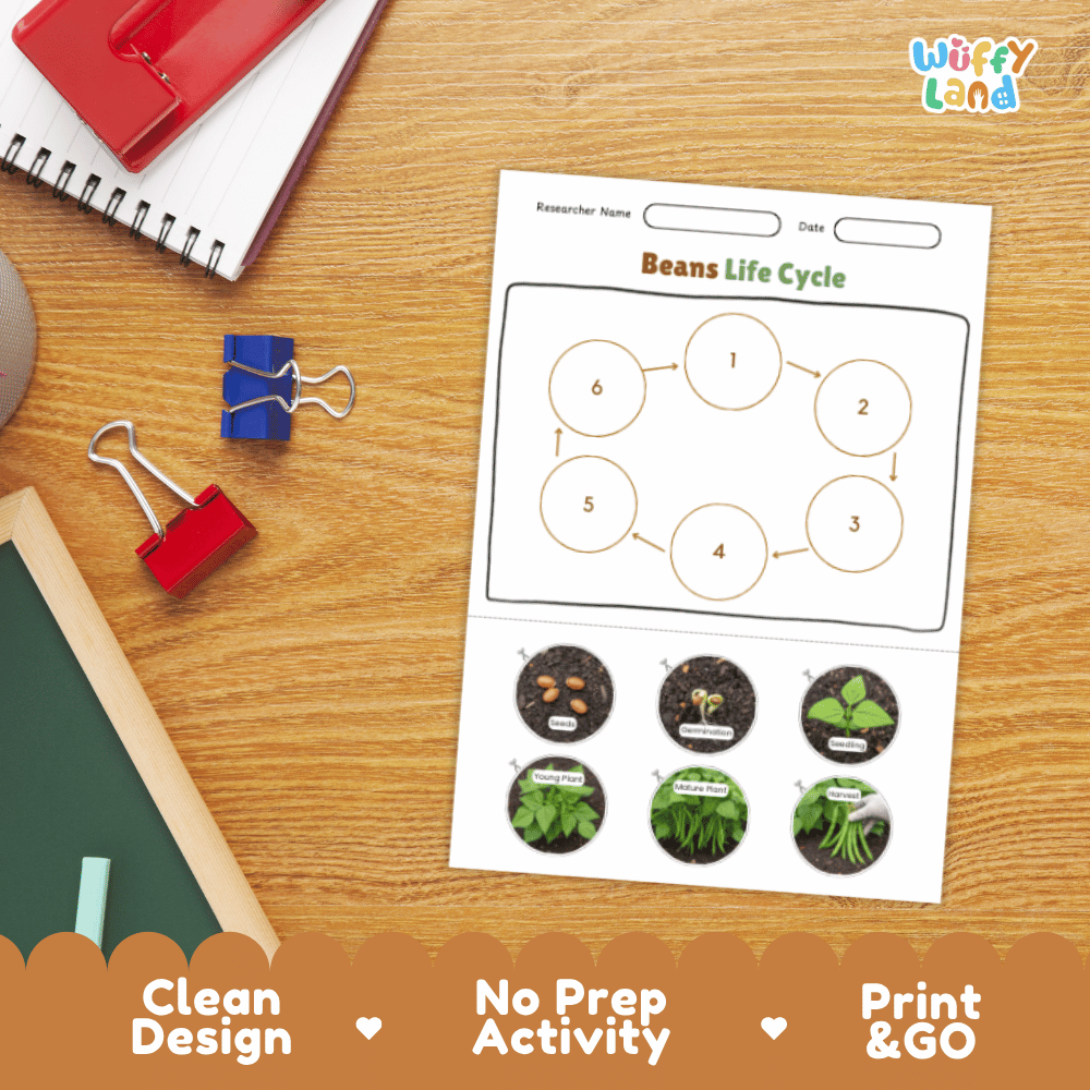 Beans Life Cycle Poster and Cut and Paste Activity Plant Science Printable