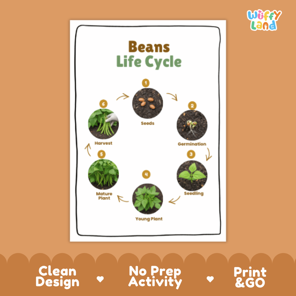 Beans Life Cycle Poster and Cut and Paste Activity Plant Science Printable