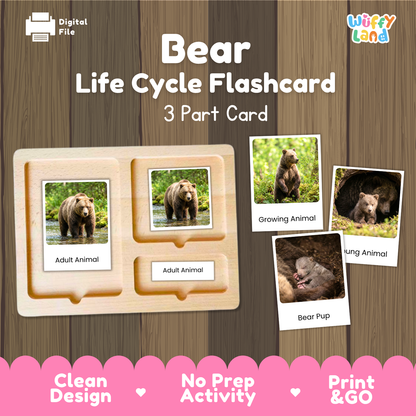 Bear Life Cycle Flashcards | 3 Part Cards Biology Activity