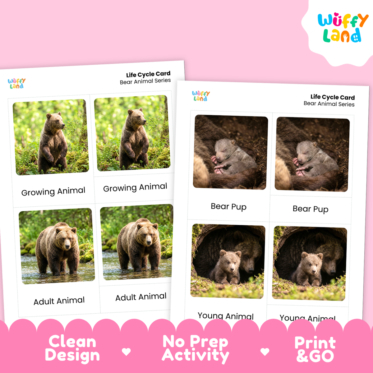 Two printed bear life cycle cards shown on a pink background, with the Wüffy Land logo in the top right and marketing text along the bottom: Clean Design, No Prep Activity, Print & Go.
