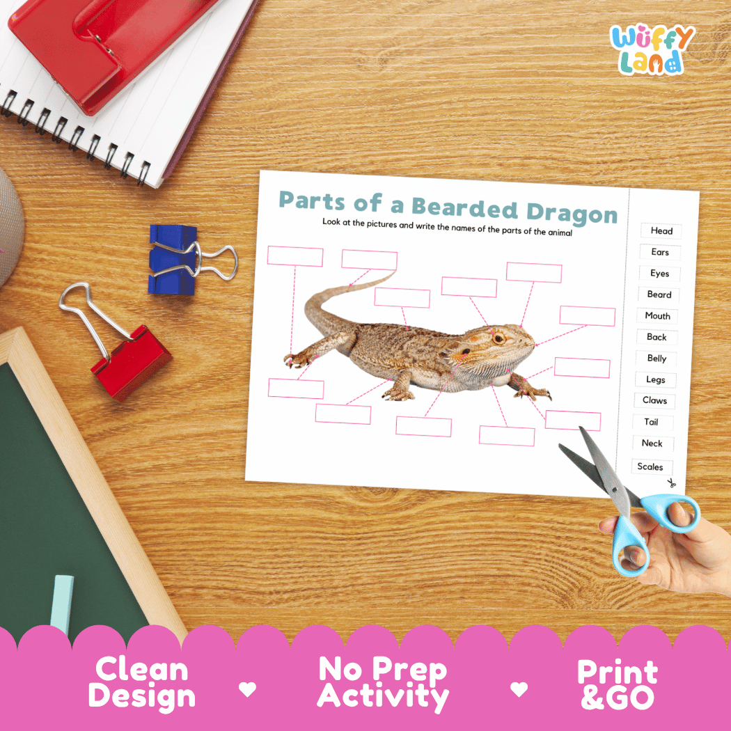 Differentiated bearded dragon body parts labeling worksheets featuring fill-in write-in boxes and vocabulary word bank