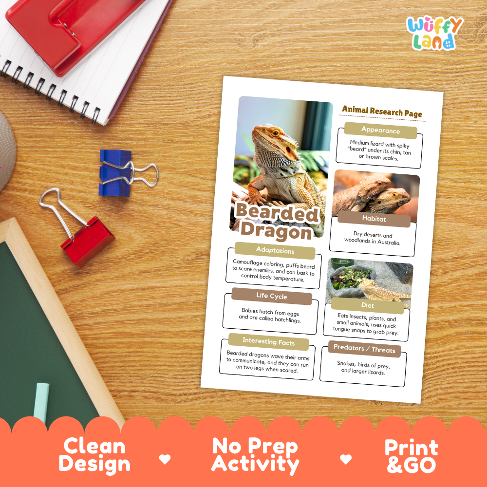 A printed animal research page about a bearded dragon is shown on a wooden desk with school supplies around it. The page includes a large bearded dragon photo and labeled sections such as appearance, habitat, adaptations, life cycle, diet, and interesting facts.
