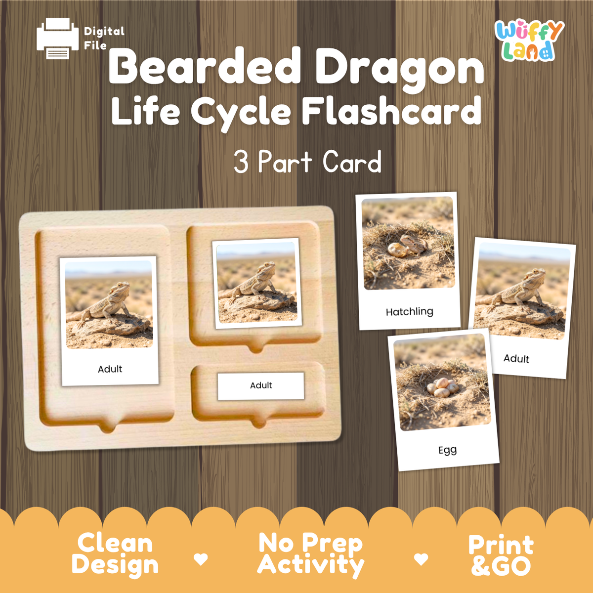 Bearded Dragon Life Cycle Flashcards 3 Part Cards Montessori Science Activity