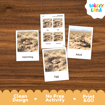 Bearded Dragon Life Cycle Flashcards 3 Part Cards Montessori Science Activity