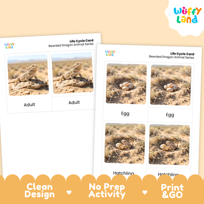 Bearded Dragon Life Cycle Flashcards 3 Part Cards Montessori Science Activity