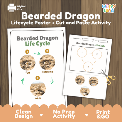 Bearded Dragon Life Cycle Poster and Cut and Paste Activity Worksheets