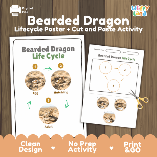 Bearded dragon life cycle sequencing reference chart and cut and paste student worksheet with 3 developmental stages