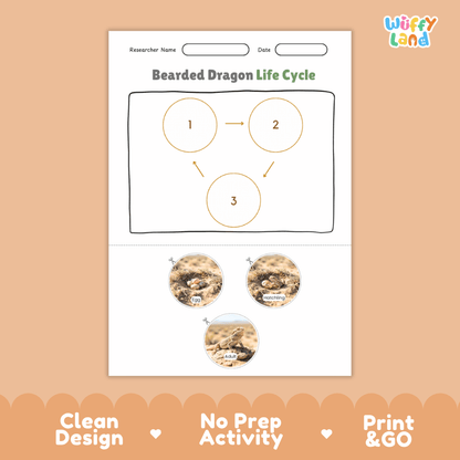 Bearded Dragon Life Cycle Poster and Cut and Paste Activity Worksheets