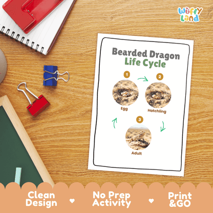 Bearded Dragon Life Cycle Poster and Cut and Paste Activity Worksheets