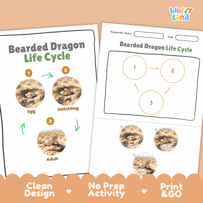 Bearded Dragon Life Cycle Poster and Cut and Paste Activity Worksheets