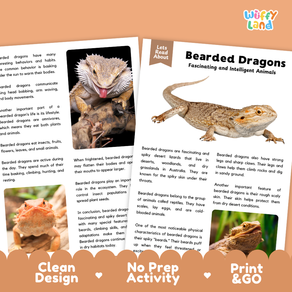 An educational poster about Bearded Dragons from the brand 'Wiffly Land', featuring a large close-up of a bearded dragon's head, illustrations of bearded dragons, and text explaining their characteristics and habitat. The poster has a clean, colorful layout with a peach background and decorative text banners at the bottom.