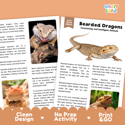 An educational poster about Bearded Dragons from the brand 'Wiffly Land', featuring a large close-up of a bearded dragon's head, illustrations of bearded dragons, and text explaining their characteristics and habitat. The poster has a clean, colorful layout with a peach background and decorative text banners at the bottom.