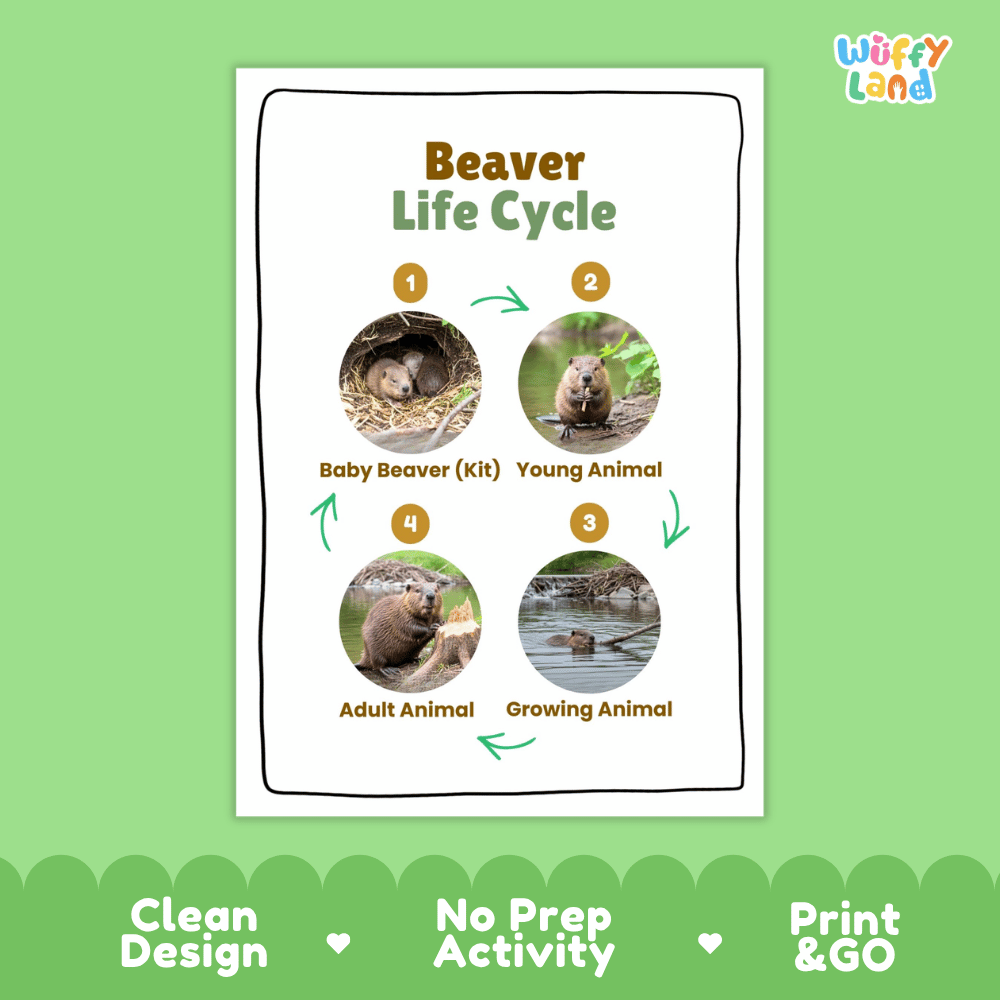 Beaver Life Cycle Poster and Cut and Paste Activity Worksheets