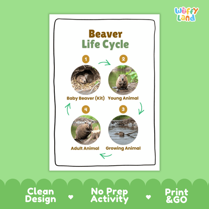 Beaver Life Cycle Poster and Cut and Paste Activity Worksheets