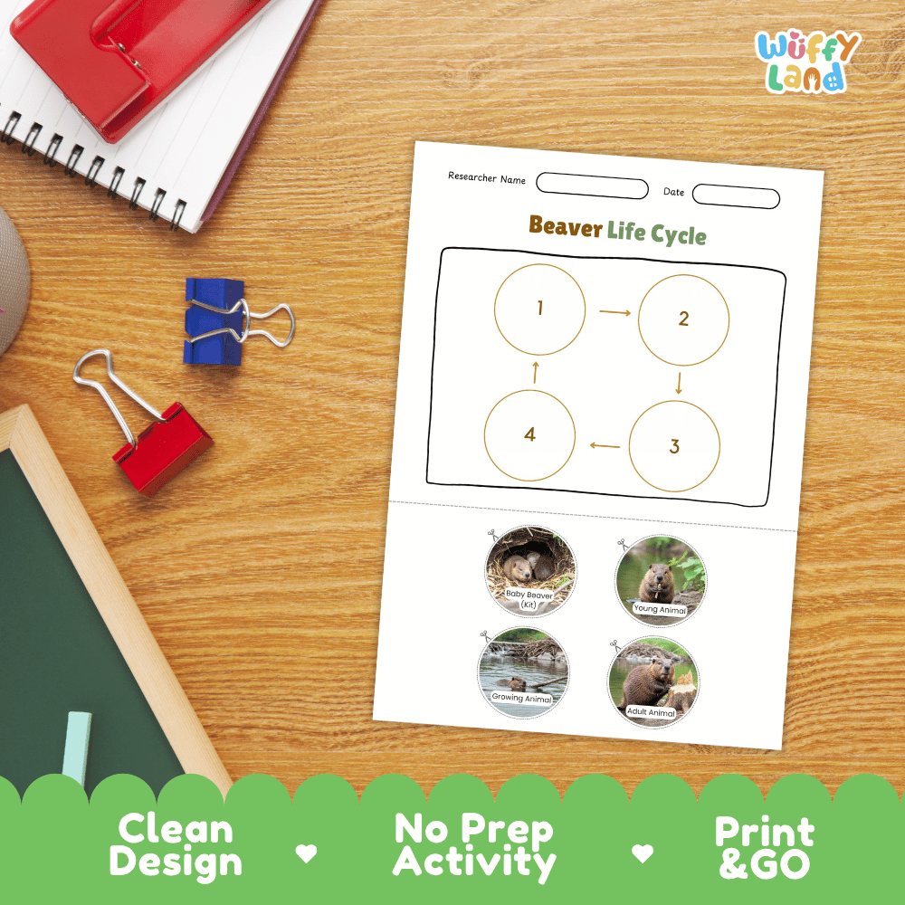 Beaver Life Cycle Poster and Cut and Paste Activity Worksheets