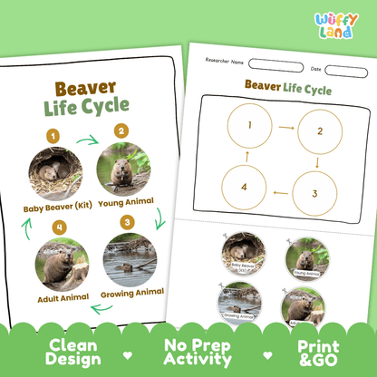 Beaver Life Cycle Poster and Cut and Paste Activity Worksheets
