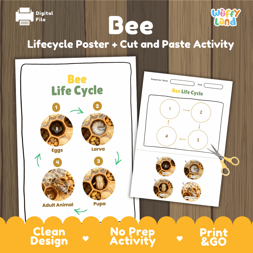 Bee Lifecycle Poster and Cut and Paste Activity Worksheets | Animal Science Printables