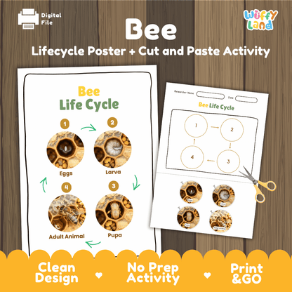 Bee Lifecycle Poster and Cut and Paste Activity Worksheets | Animal Science Printables