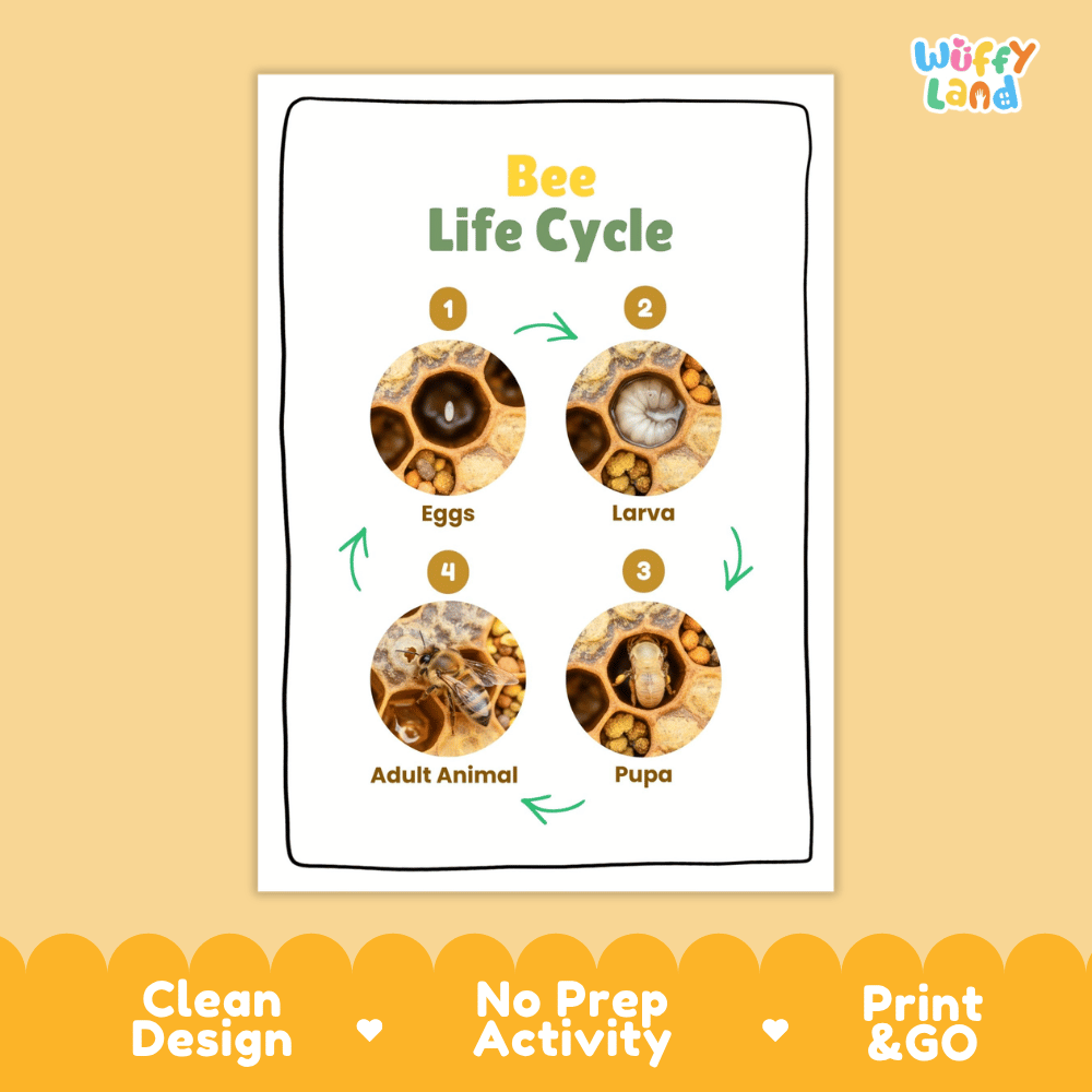 Bee Lifecycle Poster and Cut and Paste Activity Worksheets | Animal Science Printables