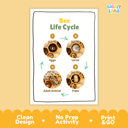 Bee Lifecycle Poster and Cut and Paste Activity Worksheets | Animal Science Printables