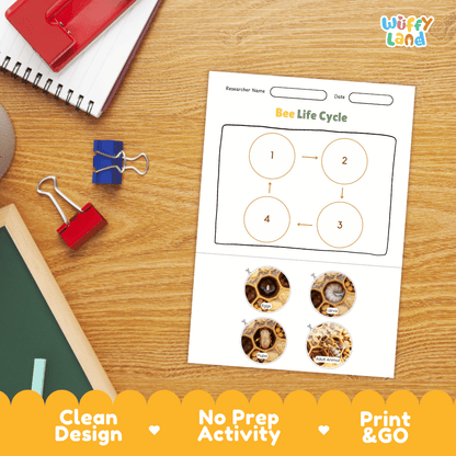 Bee Lifecycle Poster and Cut and Paste Activity Worksheets | Animal Science Printables