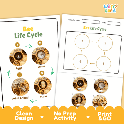 Bee Lifecycle Poster and Cut and Paste Activity Worksheets | Animal Science Printables
