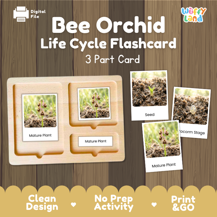 Bee Orchid Life Cycle Flashcards | 3 Part Cards Montessori Science Activity