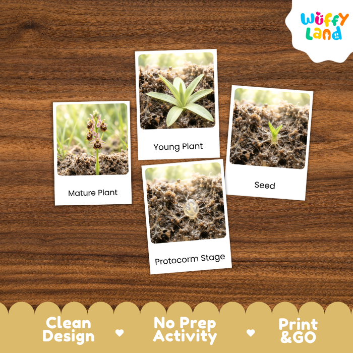 Bee Orchid Life Cycle Flashcards | 3 Part Cards Montessori Science Activity