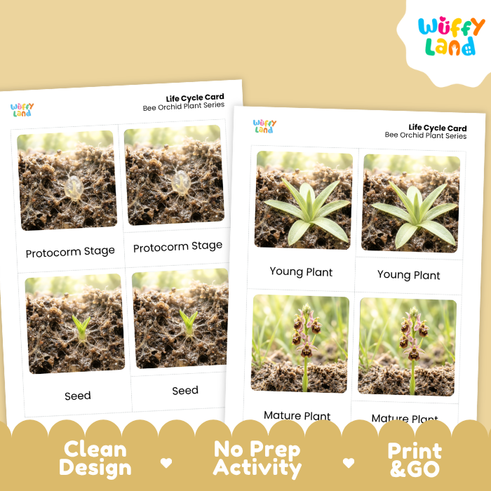 Bee Orchid Life Cycle Flashcards | 3 Part Cards Montessori Science Activity