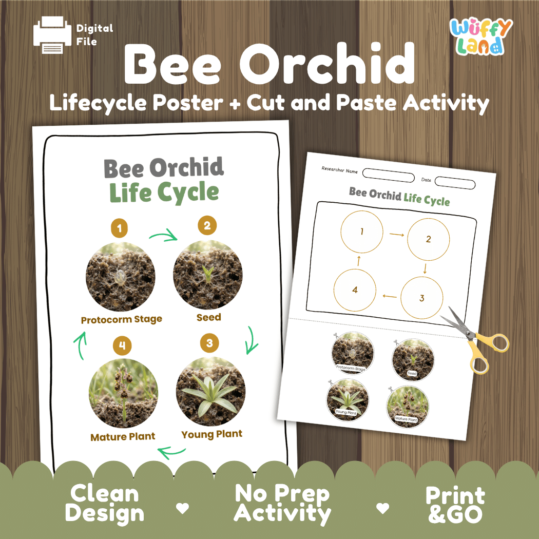 Bee Orchid Life Cycle Poster and Cut and Paste Activity Worksheet