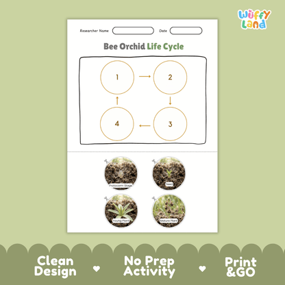 Bee Orchid Life Cycle Poster and Cut and Paste Activity Worksheet