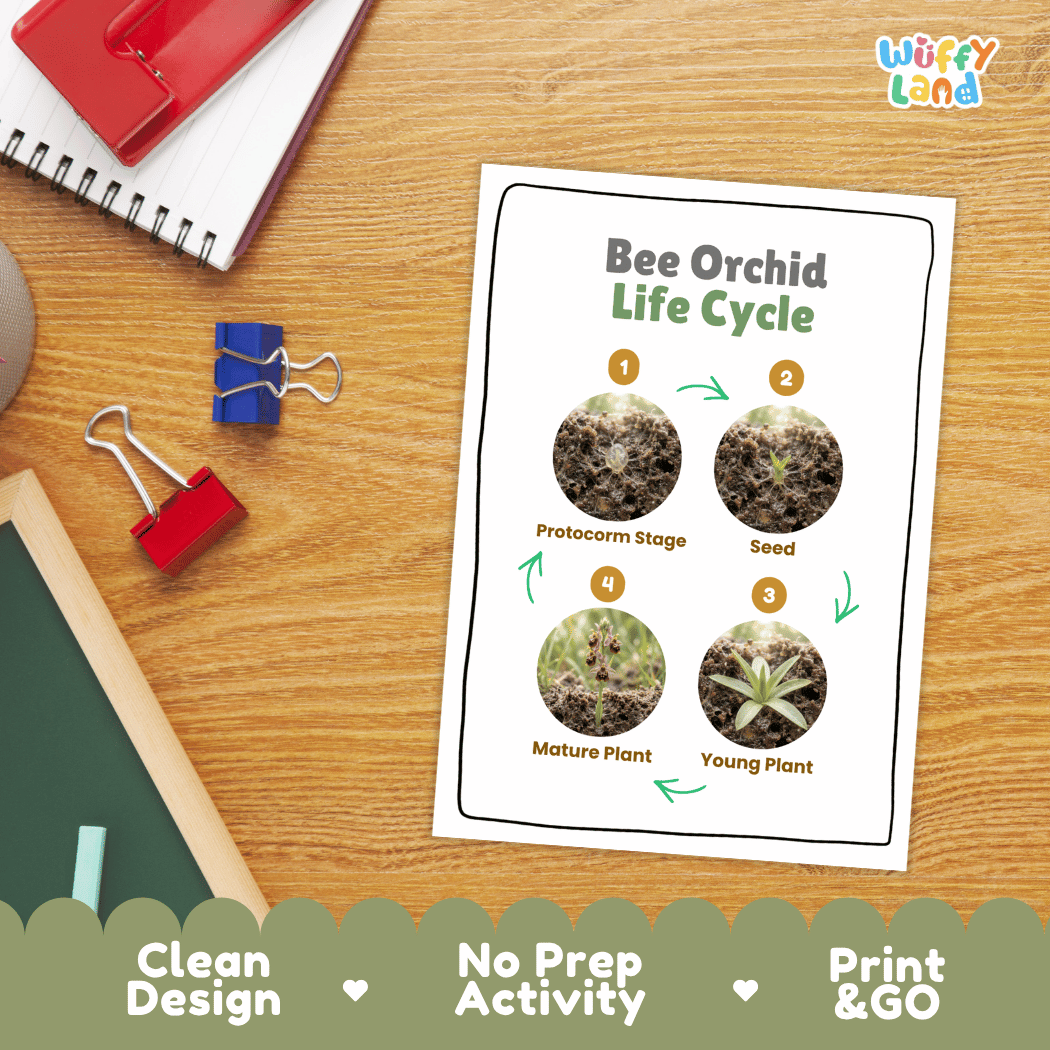 Bee Orchid Life Cycle Poster and Cut and Paste Activity Worksheet