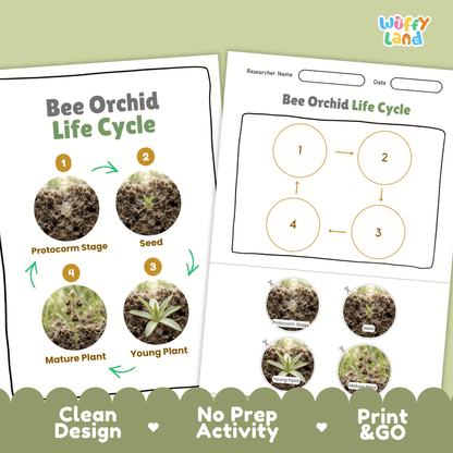 Bee Orchid Life Cycle Poster and Cut and Paste Activity Worksheet