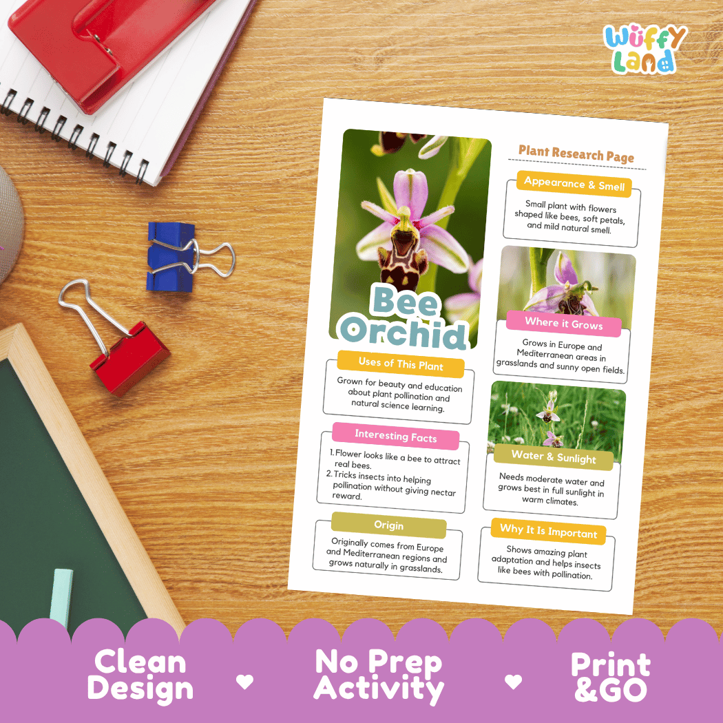 Bee Orchid Plant Research Page Worksheets and Fact Sheet