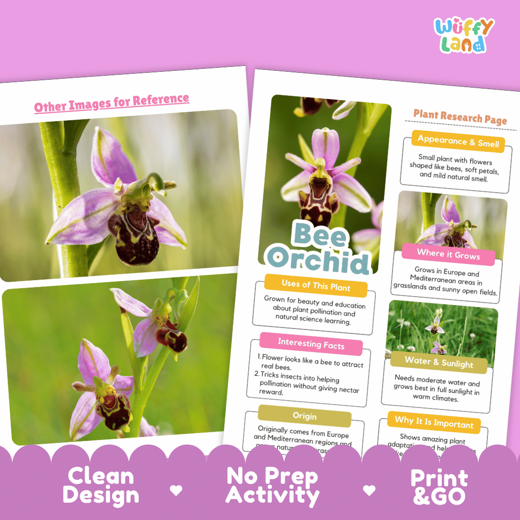 Bee Orchid Plant Research Page Worksheets and Fact Sheet