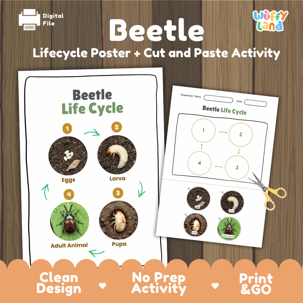 Beetle Lifecycle Poster and Cut and Paste Activity Worksheets | Animal Science Printables