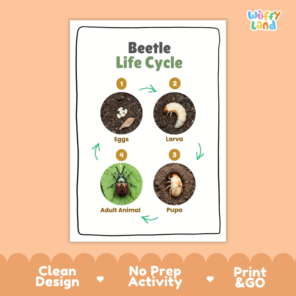 Beetle Lifecycle Poster and Cut and Paste Activity Worksheets | Animal Science Printables