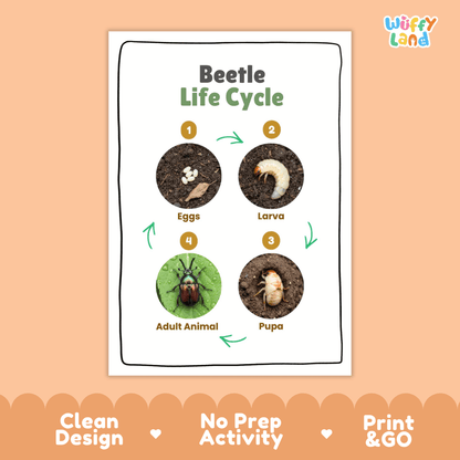 Beetle Lifecycle Poster and Cut and Paste Activity Worksheets | Animal Science Printables