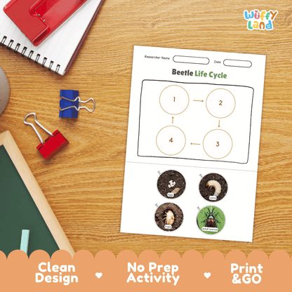 Beetle Lifecycle Poster and Cut and Paste Activity Worksheets | Animal Science Printables