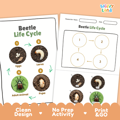Beetle Lifecycle Poster and Cut and Paste Activity Worksheets | Animal Science Printables