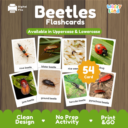 Beetles Flashcards