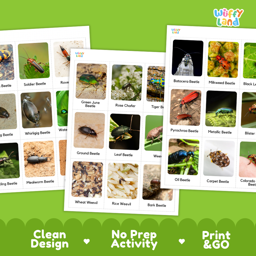 Three printed educational activity sheets showing labeled beetle and insect photos, arranged on a bright green background with marketing text reading 'Clean Design,' 'No Prep Activity,' and 'Print & GO.' The sheets appear to be the product being sold rather than an auxiliary chart, so this fits Product/Packaging rather than Measurement Chart or Instruction Diagram.