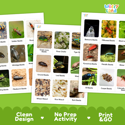 Three printed educational activity sheets showing labeled beetle and insect photos, arranged on a bright green background with marketing text reading 'Clean Design,' 'No Prep Activity,' and 'Print & GO.' The sheets appear to be the product being sold rather than an auxiliary chart, so this fits Product/Packaging rather than Measurement Chart or Instruction Diagram.