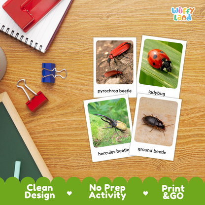 Beetles Flashcards