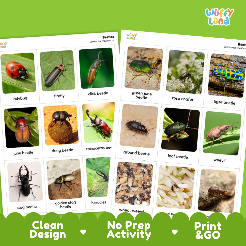 Two educational activity sheets from Wiffly Land titled 'Beetles' showing labeled insect photos and names, with green promotional banners at the bottom reading 'Clean Design', 'No Prep Activity', and 'Print & GO'.