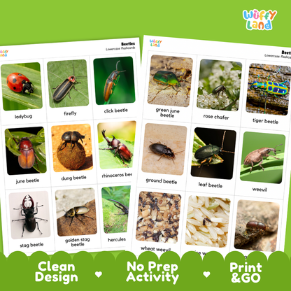 Two educational activity sheets from Wiffly Land titled 'Beetles' showing labeled insect photos and names, with green promotional banners at the bottom reading 'Clean Design', 'No Prep Activity', and 'Print & GO'.