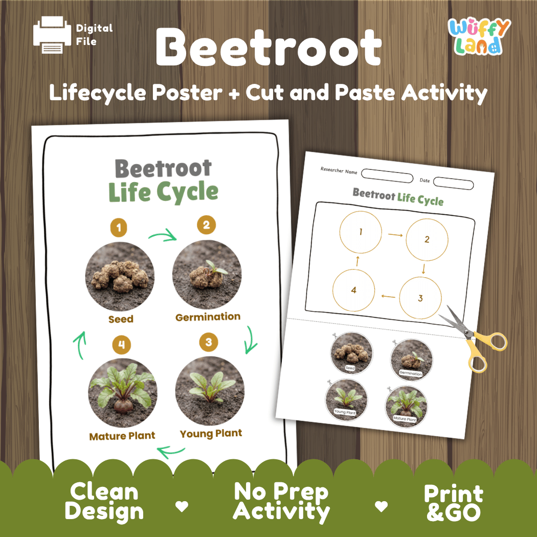 Beetroot plant life cycle educational printable pack cover showing visual reference poster and cut and paste sequencing worksheet with real photography