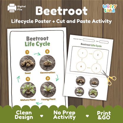 Beetroot plant life cycle educational printable pack cover showing visual reference poster and cut and paste sequencing worksheet with real photography