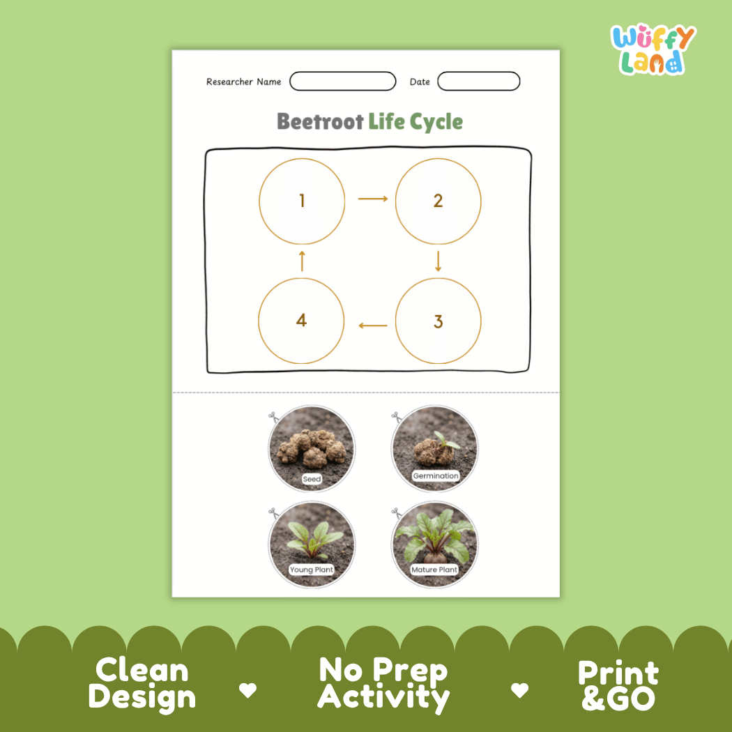 Educational reference poster showing four realistic photo stages of a beetroot life cycle including seed, germination, young plant, and mature plant