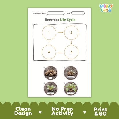 Educational reference poster showing four realistic photo stages of a beetroot life cycle including seed, germination, young plant, and mature plant